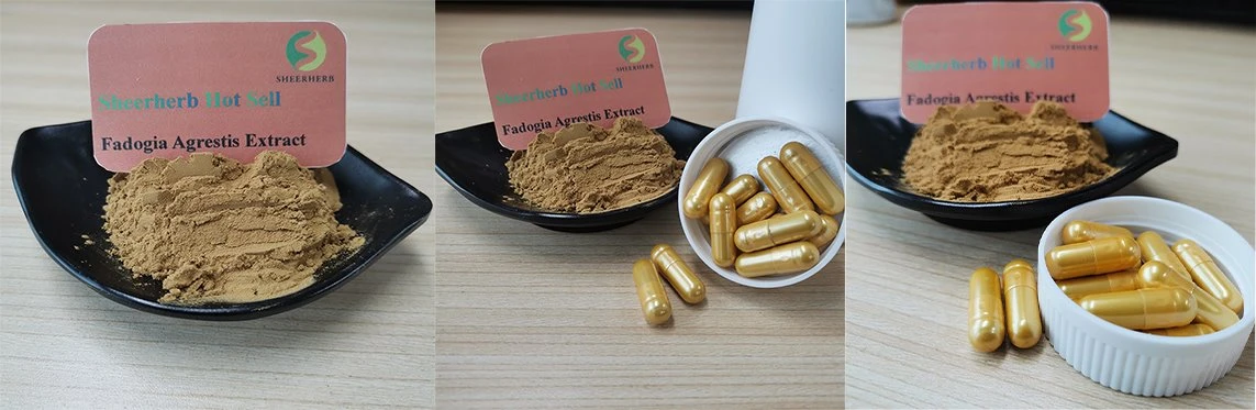 Fadogia Agrestis Extract21