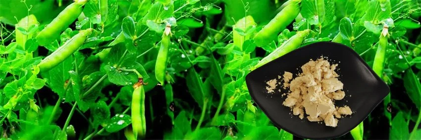 pea protein powder