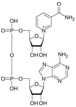 Nikotinamid adenin dinukleotid CAS 53-84-9